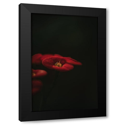 Botanical Series - Red Blossom Black Modern Wood Framed Art Print by Elijas, Eva