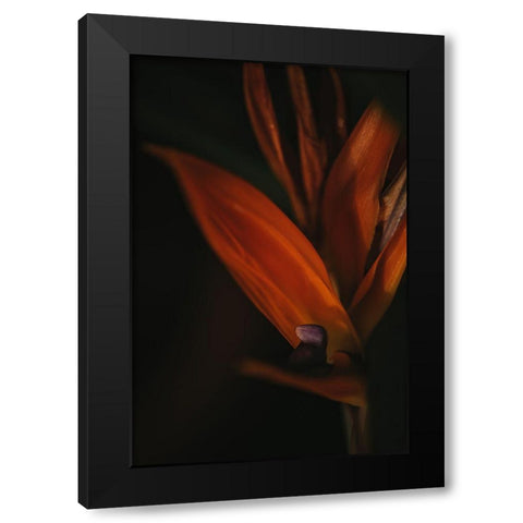 Botanical Series - Bird of Paradise Flower Black Modern Wood Framed Art Print with Double Matting by Elijas, Eva