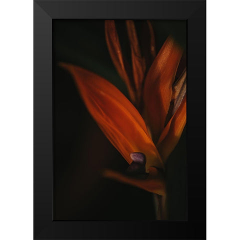 Botanical Series - Bird of Paradise Flower Black Modern Wood Framed Art Print by Elijas, Eva