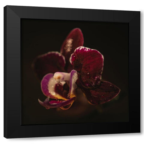Botanical Series - Orchid a Droplets Black Modern Wood Framed Art Print with Double Matting by Elijas, Eva