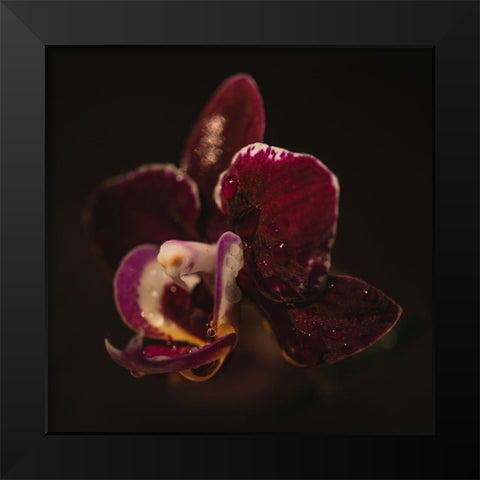 Botanical Series - Orchid a Droplets Black Modern Wood Framed Art Print by Elijas, Eva