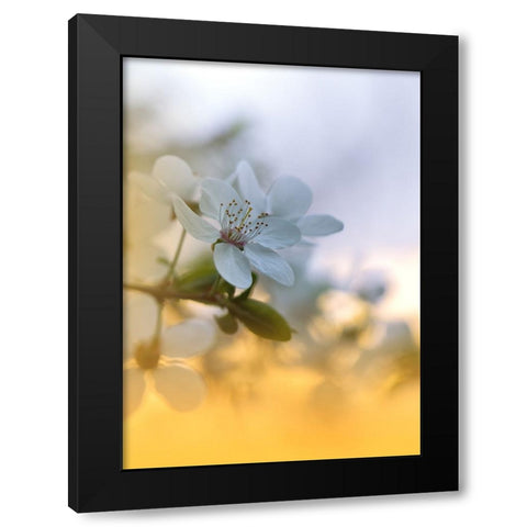 Spring Melody...II Black Modern Wood Framed Art Print by Nan, Juliana