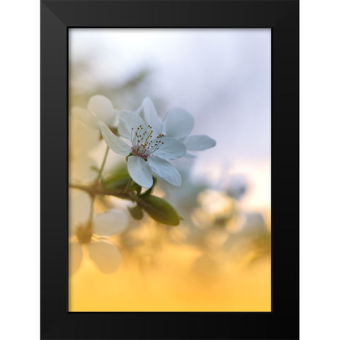 Spring Melody...II Black Modern Wood Framed Art Print by Nan, Juliana