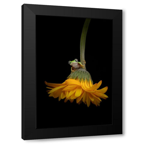 The Lemur Tree Frog and the Gerbera Black Modern Wood Framed Art Print by D Lester, Linda