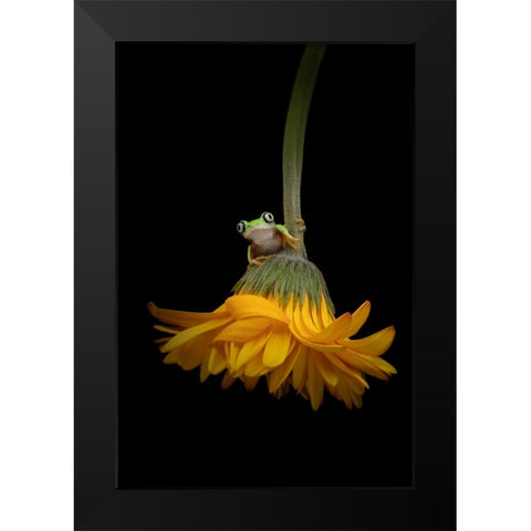 The Lemur Tree Frog and the Gerbera Black Modern Wood Framed Art Print by D Lester, Linda