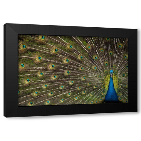 Wild Beauty Black Modern Wood Framed Art Print by Hunt, Debbie