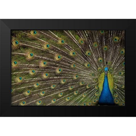 Wild Beauty Black Modern Wood Framed Art Print by Hunt, Debbie