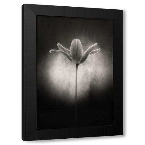 Tulip in black and white Black Modern Wood Framed Art Print by Gronkjar, Lotte