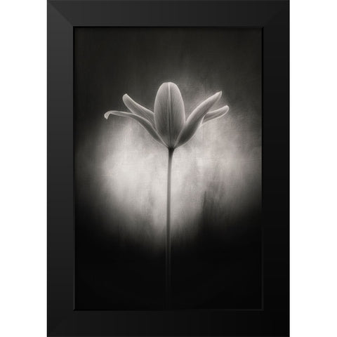 Tulip in black and white Black Modern Wood Framed Art Print by Gronkjar, Lotte