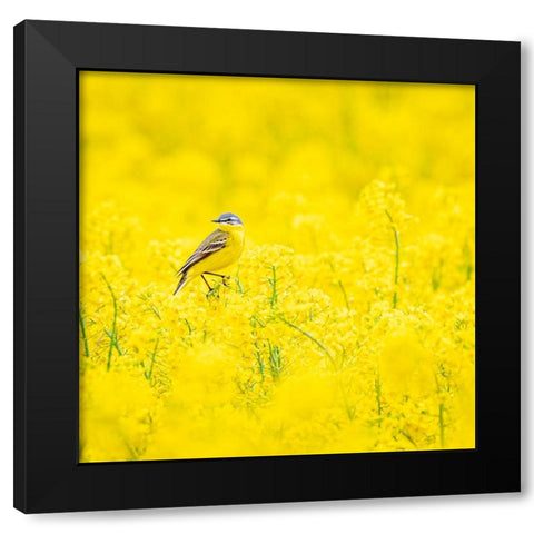 Yellow wagtail Black Modern Wood Framed Art Print with Double Matting by Larsson, Dan