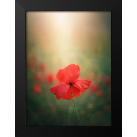 Light And Colors 3 7R41568 Black Modern Wood Framed Art Print by joanaduenas