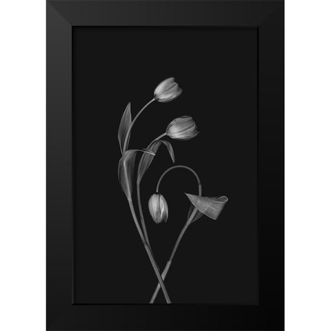 Bending Tulips Black Modern Wood Framed Art Print by Jacobs, Lydia