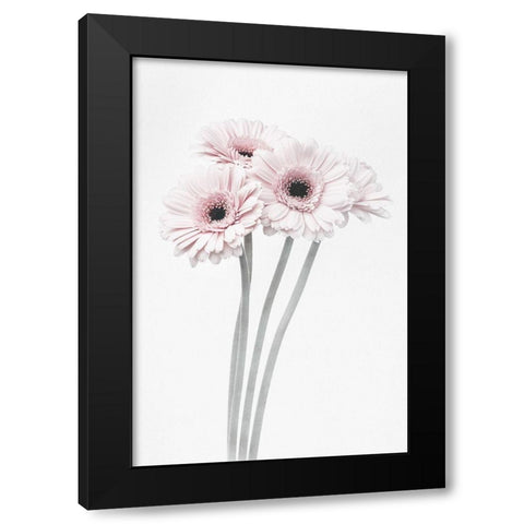 Pink Flowers Black Modern Wood Framed Art Print with Double Matting by 1x Studio III