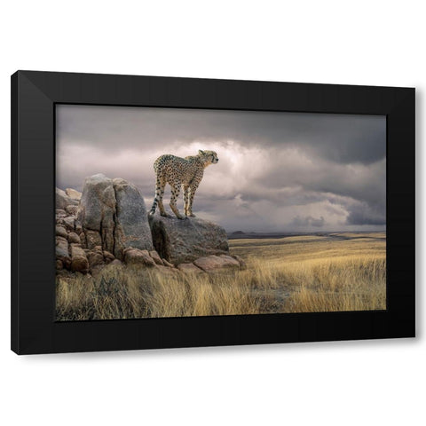CheetahView Black Modern Wood Framed Art Print by Egger, Marcel