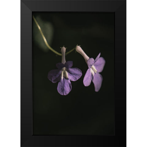Botanical Series - Purple Flowers Black Modern Wood Framed Art Print by Elijas, Eva