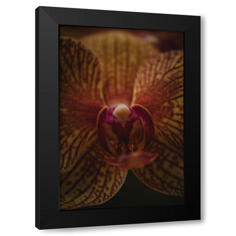 Botanical Series - Orchid Up Close a Personal Black Modern Wood Framed Art Print with Double Matting by Elijas, Eva