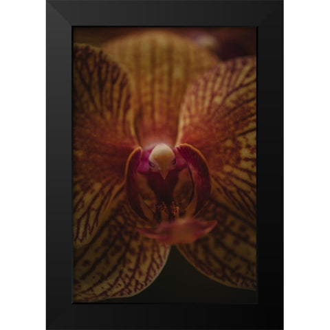 Botanical Series - Orchid Up Close a Personal Black Modern Wood Framed Art Print by Elijas, Eva