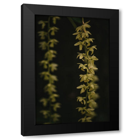 Botanical Series - Small Yellow Blossoms Black Modern Wood Framed Art Print by Elijas, Eva