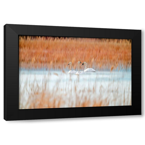 Three white swans Black Modern Wood Framed Art Print by Lei, Leanne