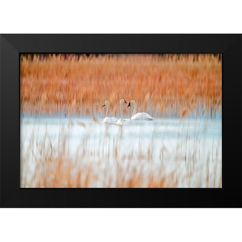 Three white swans Black Modern Wood Framed Art Print by Lei, Leanne