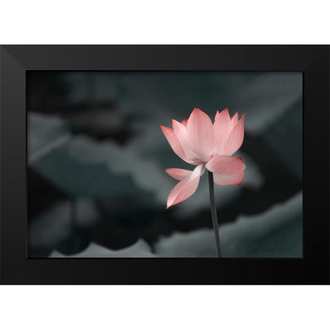 Lotus Flower Black Modern Wood Framed Art Print by Liu, Betty