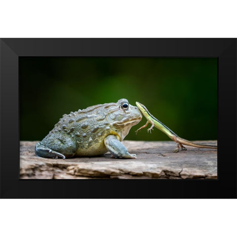 Huggy Black Modern Wood Framed Art Print by Suharini, Mieke