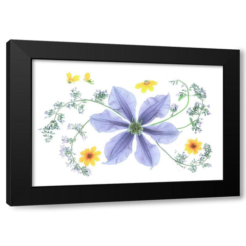 Blue Clematis Black Modern Wood Framed Art Print by Zhou, Fangping
