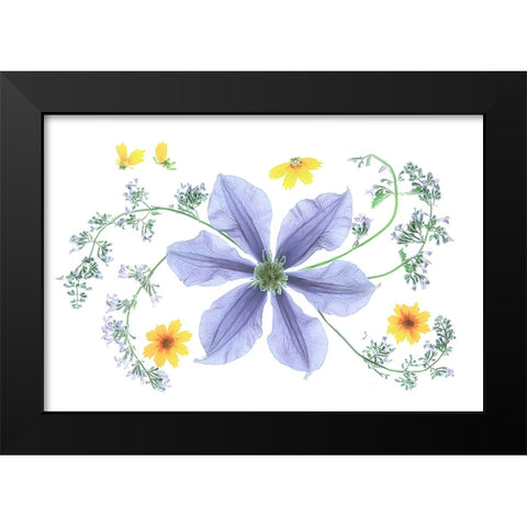 Blue Clematis Black Modern Wood Framed Art Print by Zhou, Fangping