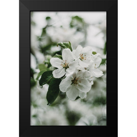 Spring Series - Apple Blossoms in the Rain 1/12 Black Modern Wood Framed Art Print by Elijas, Eva