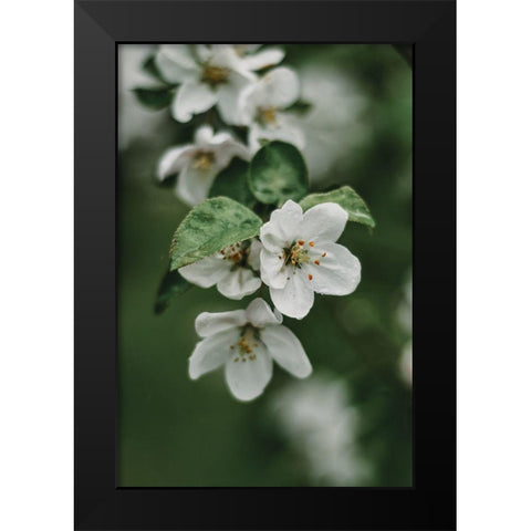 Spring Series - Apple Blossoms in the Rain 4/12 Black Modern Wood Framed Art Print by Elijas, Eva