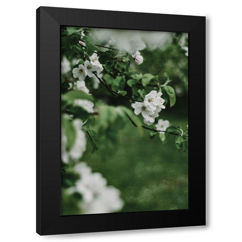Spring Series - Apple Blossoms in the Rain 6/12 Black Modern Wood Framed Art Print by Elijas, Eva