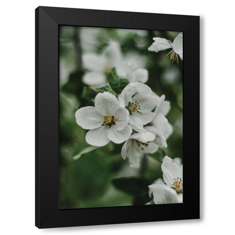 Spring Series - Apple Blossoms in the Rain 8/12 Black Modern Wood Framed Art Print with Double Matting by Elijas, Eva