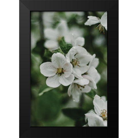 Spring Series - Apple Blossoms in the Rain 8/12 Black Modern Wood Framed Art Print by Elijas, Eva