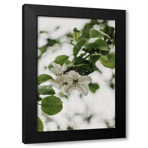 Spring Series - Apple Blossoms in the Rain 10/12 Black Modern Wood Framed Art Print with Double Matting by Elijas, Eva