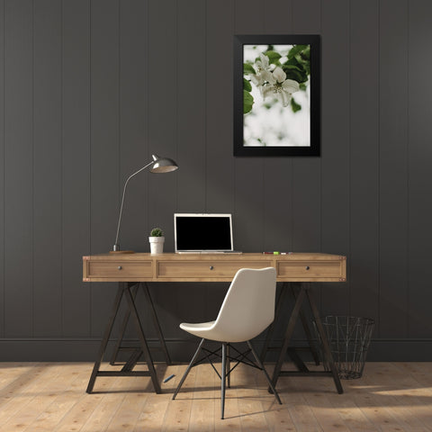 Spring Series - Apple Blossoms in the Rain 9/12 Black Modern Wood Framed Art Print by Elijas, Eva