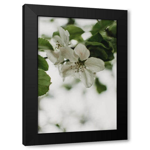 Spring Series - Apple Blossoms in the Rain 9/12 Black Modern Wood Framed Art Print by Elijas, Eva