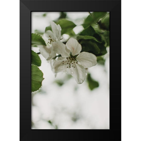 Spring Series - Apple Blossoms in the Rain 9/12 Black Modern Wood Framed Art Print by Elijas, Eva