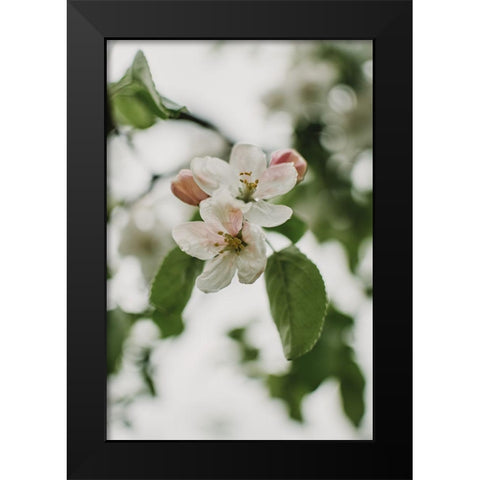 Spring Series - Apple Blossoms in the Rain 11/12 Black Modern Wood Framed Art Print by Elijas, Eva