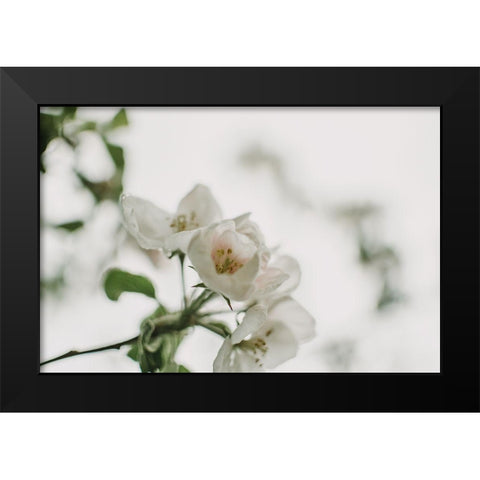 Spring Series - Apple Blossoms in the Rain 12/12 Black Modern Wood Framed Art Print by Elijas, Eva