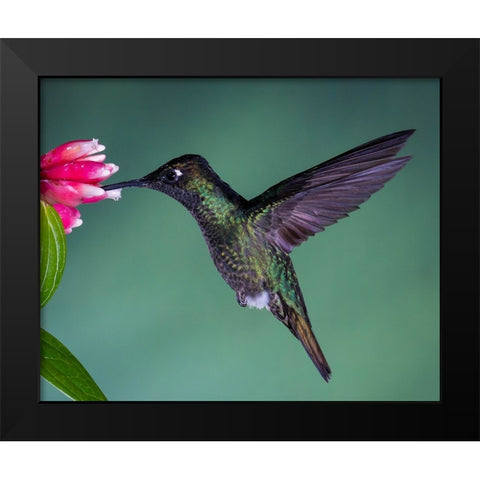 Costa Rican Hummingbird Black Modern Wood Framed Art Print by Theil, Melissa