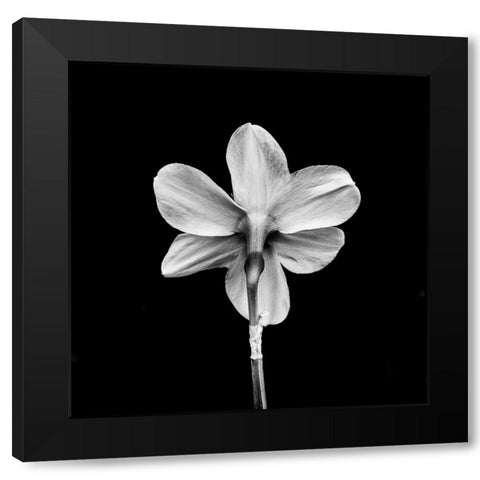 One Black Modern Wood Framed Art Print by Bland, Richard