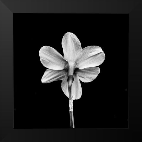 One Black Modern Wood Framed Art Print by Bland, Richard