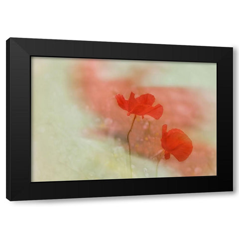 Poppy 2 Black Modern Wood Framed Art Print with Double Matting by Stas, Marie-Anne