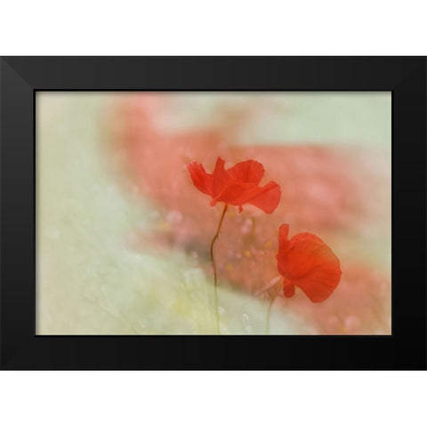 Poppy 2 Black Modern Wood Framed Art Print by Stas, Marie-Anne