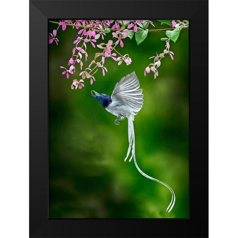 Finally Got It Black Modern Wood Framed Art Print by Muliani Hartojo, Angela