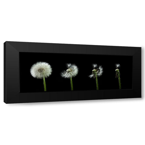 dandelion flower sequenz Black Modern Wood Framed Art Print with Double Matting by Alicke, Bjoern