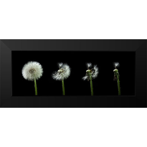 dandelion flower sequenz Black Modern Wood Framed Art Print by Alicke, Bjoern