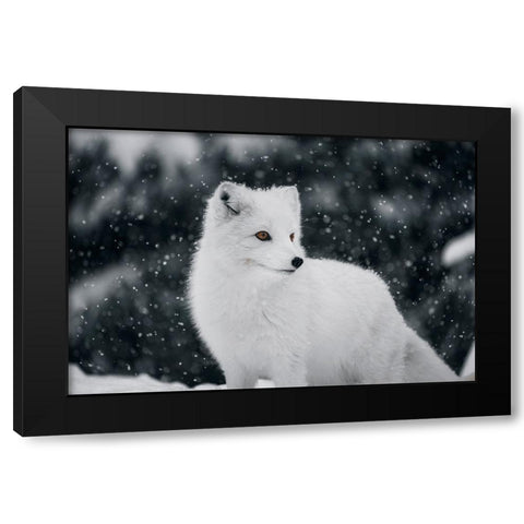 Artic Fox Black Modern Wood Framed Art Print by Bjorndal Srisoi, Geir
