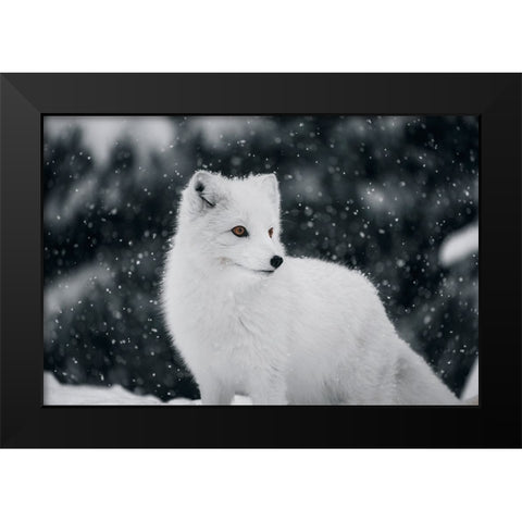 Artic Fox Black Modern Wood Framed Art Print by Bjorndal Srisoi, Geir