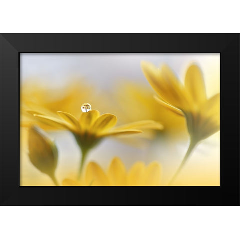 Summer Melody.. Black Modern Wood Framed Art Print by Nan, Juliana